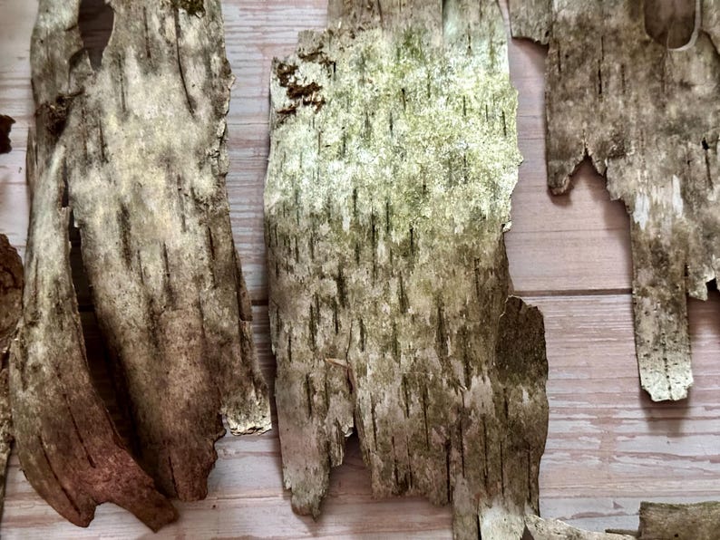 Puede incluir: Primer plano de varios trozos de corteza de abedul, que muestran un aspecto natural y texturizado. La corteza es principalmente gris y marr&oacute;n, con toques de verde y l&iacute;neas verticales m&aacute;s oscuras. Las piezas est&aacute;n dispuestas sobre una superficie de madera clara.