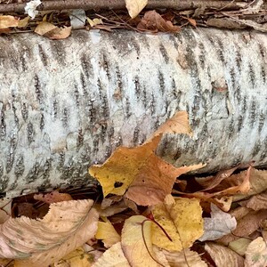 Puede incluir: Una secci&oacute;n de tronco de abedul con corteza blanca y negra, rodeada de hojas de oto&ntilde;o ca&iacute;das en tonos amarillos, marrones y naranjas. La corteza tiene un aspecto texturizado.