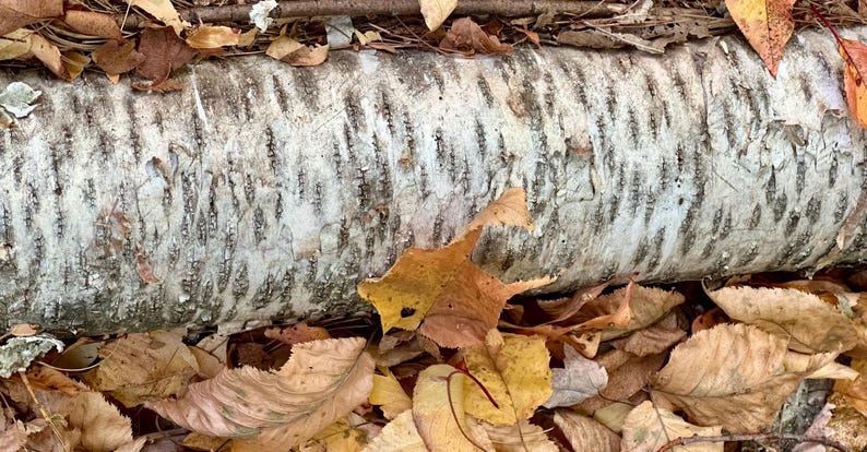 Puede incluir: Una secci&oacute;n de tronco de abedul con corteza blanca y negra, rodeada de hojas de oto&ntilde;o ca&iacute;das en tonos amarillos, marrones y naranjas. La corteza tiene un aspecto texturizado.