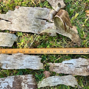 Puede incluir: Trozos de corteza de abedul con una regla para la escala, sobre hierba verde. La corteza es gris claro y marr&oacute;n, con una superficie texturizada. La regla muestra medidas de 38 a 74 cm.