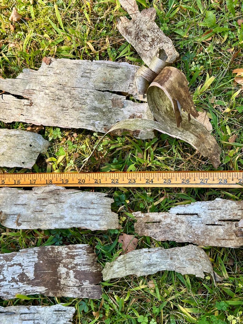 Puede incluir: Trozos de corteza de abedul con una regla para la escala, sobre hierba verde. La corteza es gris claro y marr&oacute;n, con una superficie texturizada. La regla muestra medidas de 38 a 74 cm.
