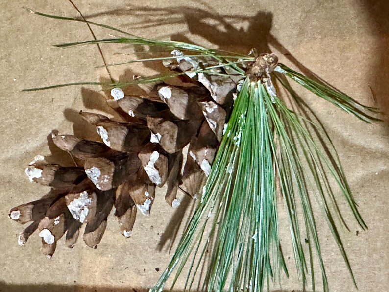 May include: A close-up of a brown pine cone with white accents and green pine needles. The pine cone is in focus, with the needles extending to the right. The background is a light brown surface.