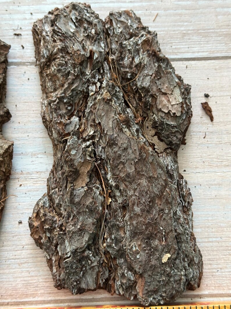 May include: Close-up of several pieces of rough, textured tree bark. The bark is primarily brown with lighter, gray patches and visible ridges. Some small pieces of dried plant matter are present.