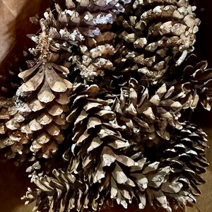 May include: A collection of brown pine cones with white highlights. The cones are densely arranged, highlighting their natural textures and forms. The image captures the rustic appeal of these natural elements.