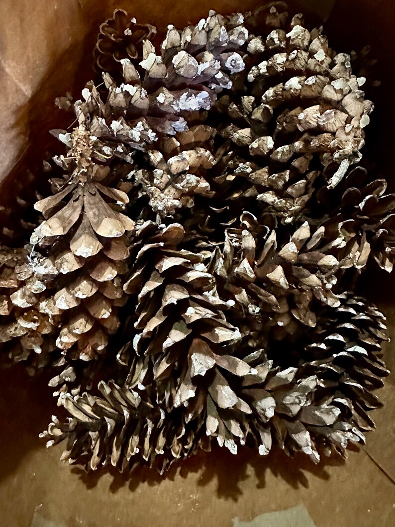 May include: A collection of brown pine cones with white highlights. The cones are densely arranged, highlighting their natural textures and forms. The image captures the rustic appeal of these natural elements.