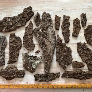 May include: A collection of irregularly shaped pieces of tree bark in varying sizes and shades of brown. The bark has a rough, textured surface. A yellow ruler with black markings is at the bottom of the image.