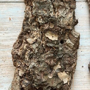 May include: Close-up of textured, brown tree bark with a rough, uneven surface. The bark has a mix of light and dark brown tones, with some areas appearing almost gray. The bark has small holes and a few light-colored patches.