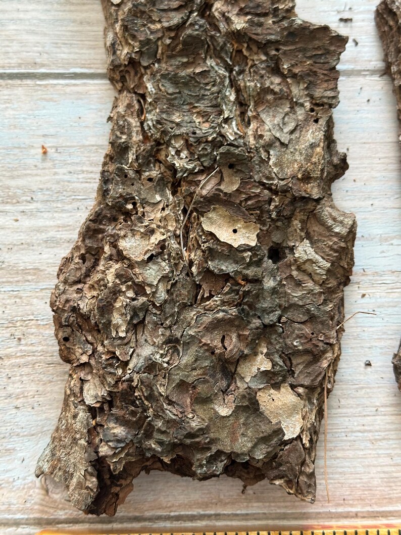 May include: Close-up of textured, brown tree bark with a rough, uneven surface. The bark has a mix of light and dark brown tones, with some areas appearing almost gray. The bark has small holes and a few light-colored patches.