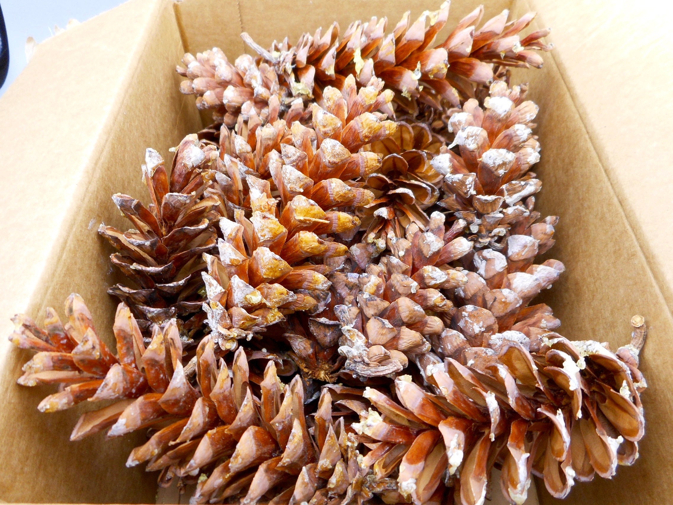 50 Real Pinecones Eastern White Pine Cones Natural Dried Craft Supplies  4~7L - Helia Beer Co