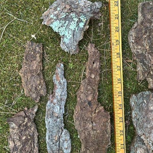 May include: Various pieces of tree bark with a rough, textured surface, some with patches of blue-green lichen. A yellow ruler is placed next to the bark, showing measurements up to 24 inches.