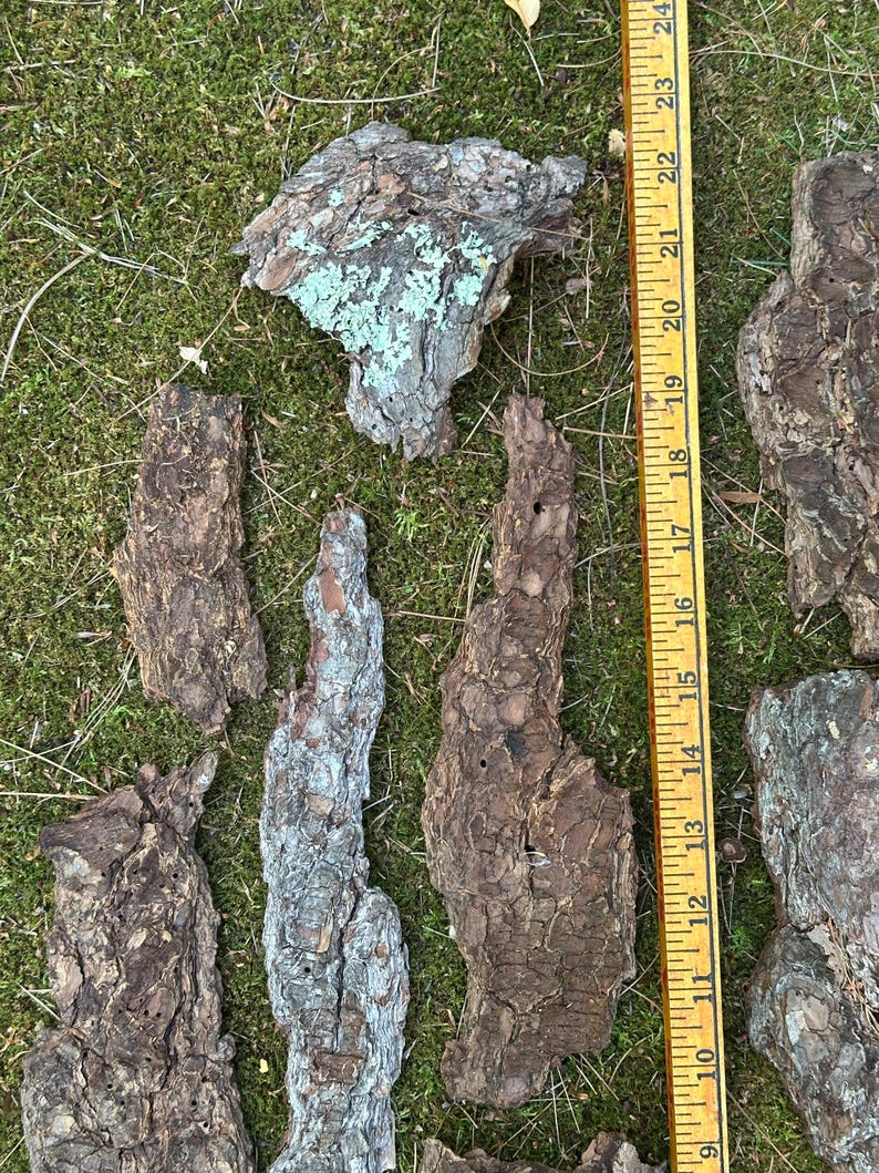 May include: Various pieces of tree bark with a rough, textured surface, some with patches of blue-green lichen. A yellow ruler is placed next to the bark, showing measurements up to 24 inches.