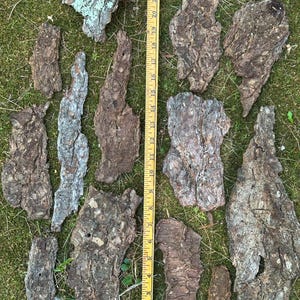May include: A collection of irregularly shaped pieces of tree bark, in shades of brown, gray, and tan, scattered on green grass. A yellow ruler, marked in inches, is placed vertically among the bark pieces, indicating size.