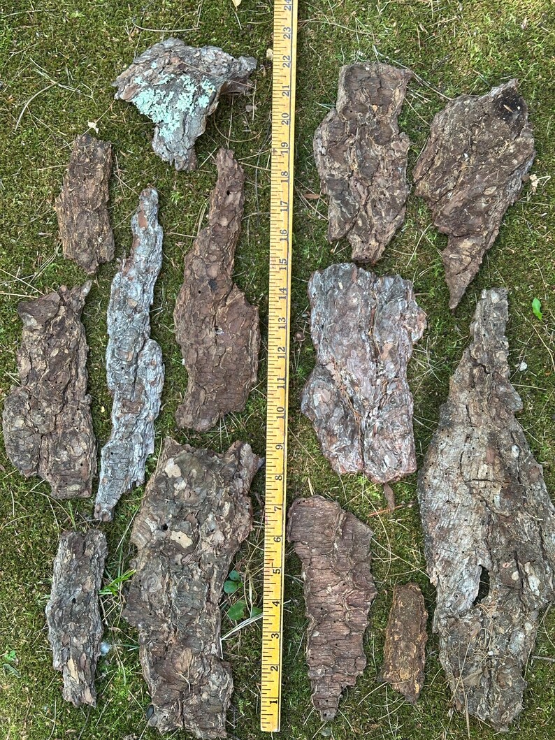 May include: A collection of irregularly shaped pieces of tree bark, in shades of brown, gray, and tan, scattered on green grass. A yellow ruler, marked in inches, is placed vertically among the bark pieces, indicating size.