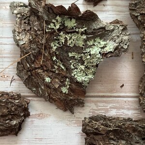 May include: Close-up of several pieces of tree bark with a rough, textured surface. The bark is primarily brown with patches of light green lichen. The pieces are arranged on a light-colored wooden surface.
