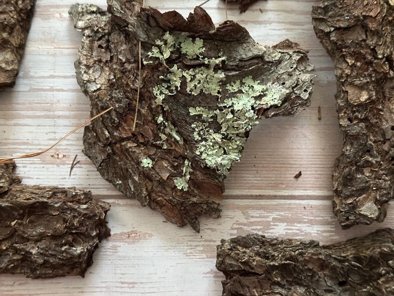 May include: Close-up of several pieces of tree bark with a rough, textured surface. The bark is primarily brown with patches of light green lichen. The pieces are arranged on a light-colored wooden surface.