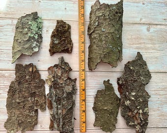 7 Lichen Covered Tree Bark Pieces: Natural Woodland Craft Supplies