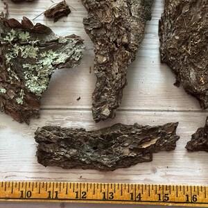 May include: Close-up of several pieces of tree bark with a rough, textured surface. Some pieces have patches of green and white lichen. A wooden ruler with inch markings is in the foreground.