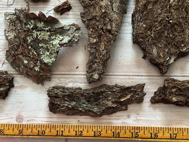 May include: Close-up of several pieces of tree bark with a rough, textured surface. Some pieces have patches of green and white lichen. A wooden ruler with inch markings is in the foreground.