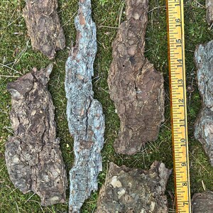 May include: A collection of irregularly shaped pieces of tree bark in shades of brown and gray, scattered on a bed of green moss. A yellow ruler with black markings is placed next to the bark pieces, showing measurements up to 18 inches.