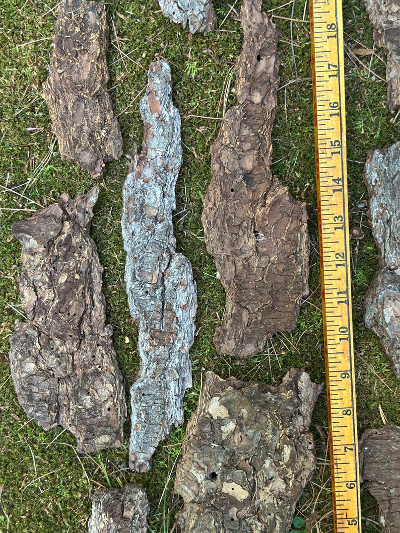 May include: A collection of irregularly shaped pieces of tree bark in shades of brown and gray, scattered on a bed of green moss. A yellow ruler with black markings is placed next to the bark pieces, showing measurements up to 18 inches.
