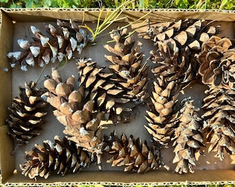30 Small New Hampshire Pine Cones: Natural Holiday Decor