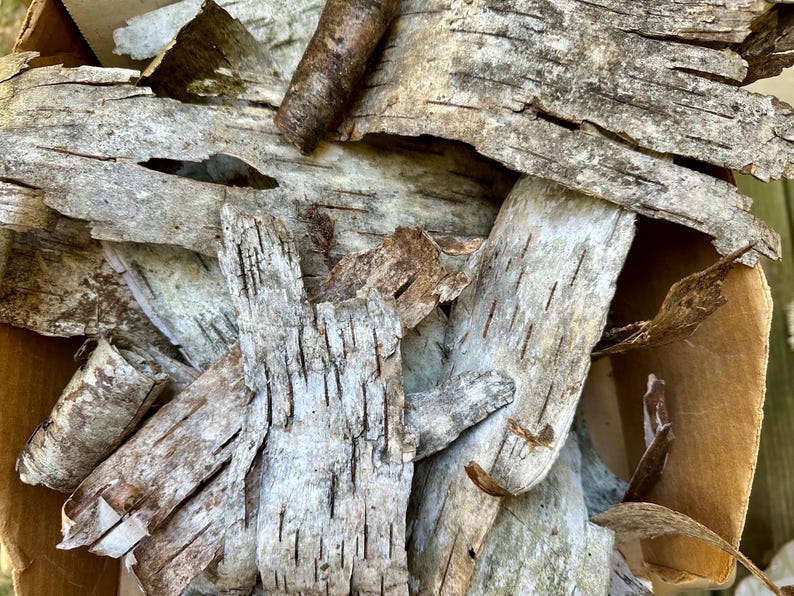 Puede incluir: Primer plano de trozos de corteza de abedul en un recipiente de cart&oacute;n. La corteza es principalmente gris y blanca con acentos marrones, mostrando una apariencia texturizada y en capas. La imagen sugiere un tema natural y r&uacute;stico, posiblemente para manualidades o decoraci&oacute;n.