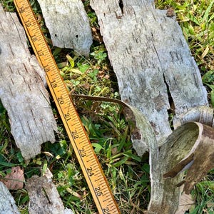 Puede incluir: Una colecci&oacute;n de trozos de corteza de abedul desgastada en tonos grises y marrones, esparcidos sobre hierba verde. Una regla de madera, marcada en pulgadas, se coloca sobre la corteza, midiendo hasta 66 cm. La escena est&aacute; iluminada por la luz natural.