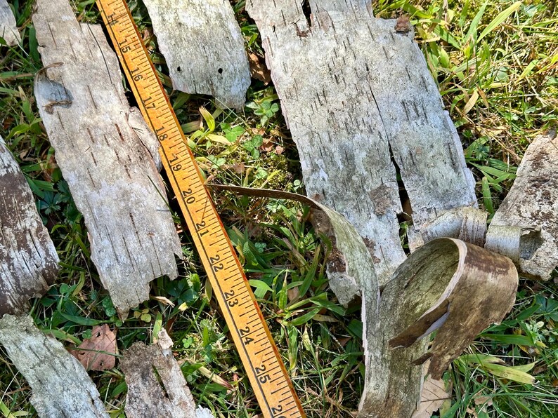 Puede incluir: Una colecci&oacute;n de trozos de corteza de abedul desgastada en tonos grises y marrones, esparcidos sobre hierba verde. Una regla de madera, marcada en pulgadas, se coloca sobre la corteza, midiendo hasta 66 cm. La escena est&aacute; iluminada por la luz natural.