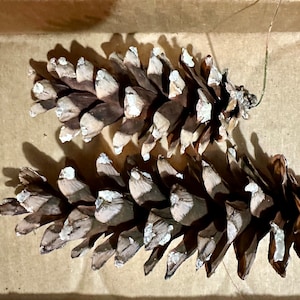 May include: Two brown pine cones with white tips are shown. The cones are placed next to each other, creating shadows on the light brown surface. The image is a close-up, emphasizing the texture and details of the natural objects.
