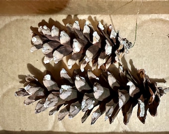 May include: Two brown pine cones with white tips are displayed. The cones are arranged side-by-side, casting shadows on the light brown surface. The image is a close-up, highlighting the texture and details of the natural objects.