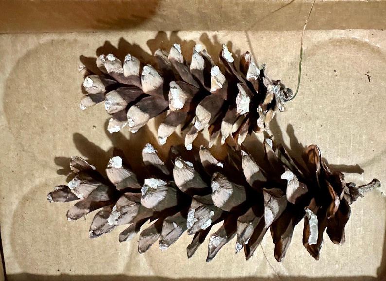 May include: Two brown pine cones with white tips are shown. The cones are placed next to each other, creating shadows on the light brown surface. The image is a close-up, emphasizing the texture and details of the natural objects.