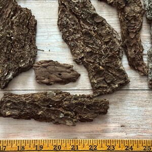 May include: Close-up of several pieces of rough, dark brown tree bark. The bark has a textured surface with varying shades of brown and gray. A wooden ruler with inch measurements is at the bottom.