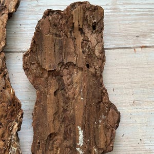 May include: Close-up of several pieces of rough, textured tree bark. The bark is primarily brown with areas of lighter tan and white. The pieces have irregular shapes with holes and crevices, suggesting natural weathering and age.