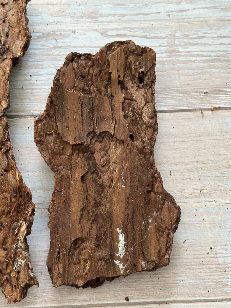 May include: Close-up of several pieces of rough, textured tree bark. The bark is primarily brown with areas of lighter tan and white. The pieces have irregular shapes with holes and crevices, suggesting natural weathering and age.