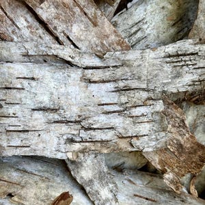 Puede incluir: Primer plano de corteza de abedul, que muestra una textura natural. Los trozos de corteza son en tonos de blanco, gris y marr&oacute;n, con grietas visibles y capas descascarilladas. La imagen destaca los patrones org&aacute;nicos y la superficie rugosa de la corteza.