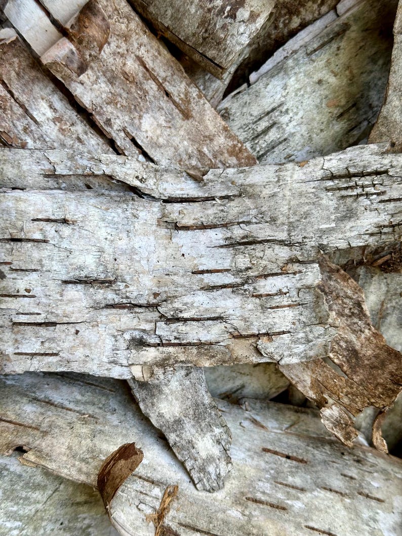 Puede incluir: Primer plano de corteza de abedul, que muestra una textura natural. Los trozos de corteza son en tonos de blanco, gris y marr&oacute;n, con grietas visibles y capas descascarilladas. La imagen destaca los patrones org&aacute;nicos y la superficie rugosa de la corteza.