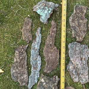 May include: A collection of irregularly shaped pieces of tree bark in shades of brown, gray, and green, scattered on a bed of green grass. A yellow ruler, marked in inches, is placed alongside the bark pieces, measuring up to 25 inches.