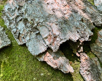 Untreated Tree Bark Curved Pieces: Terrarium, Garden, Nature Craft Decor Supply