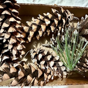 May include: Several large, brown pine cones and green pine needles are arranged in a cardboard box. The pine cones have a textured, scale-like appearance, with lighter tips. The needles are a vibrant green.