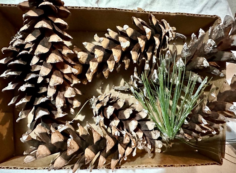 May include: Several large, brown pine cones and green pine needles are arranged in a cardboard box. The pine cones have a textured, scale-like appearance, with lighter tips. The needles are a vibrant green.