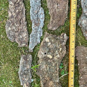 May include: A collection of irregularly shaped pieces of tree bark, in shades of brown, gray, and tan, are scattered on green grass. A yellow ruler, marked in inches, is placed next to the bark pieces, showing measurements up to 15 inches.