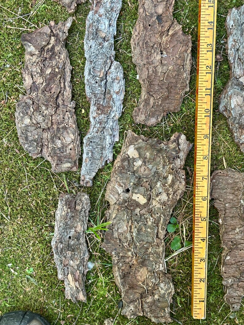 May include: A collection of irregularly shaped pieces of tree bark, in shades of brown, gray, and tan, are scattered on green grass. A yellow ruler, marked in inches, is placed next to the bark pieces, showing measurements up to 15 inches.