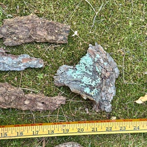 May include: Several pieces of tree bark with a rough, textured surface are scattered on a bed of green moss. The bark pieces vary in size and shape, with some showing patches of blue-green lichen. A yellow ruler is placed across the image.