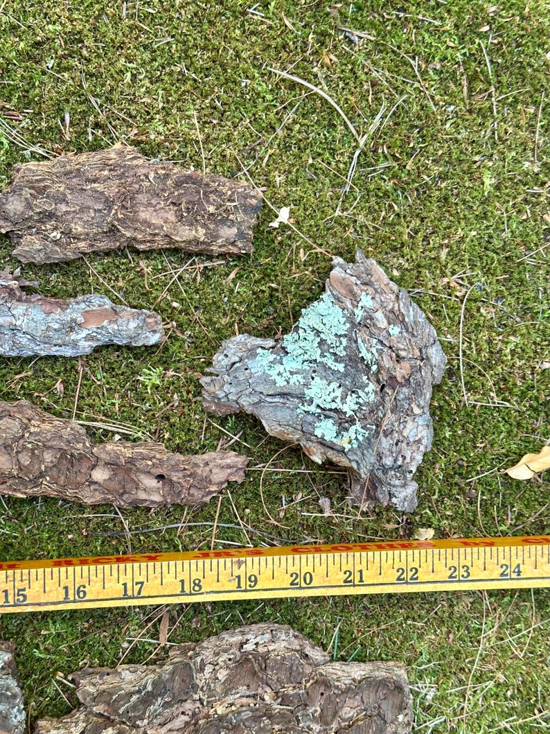 May include: Several pieces of tree bark with a rough, textured surface are scattered on a bed of green moss. The bark pieces vary in size and shape, with some showing patches of blue-green lichen. A yellow ruler is placed across the image.