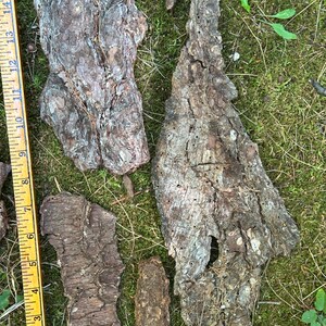 May include: Several pieces of rough, textured tree bark in shades of brown and gray are scattered on a bed of green moss. A yellow ruler with inch markings is visible along the left side of the image.