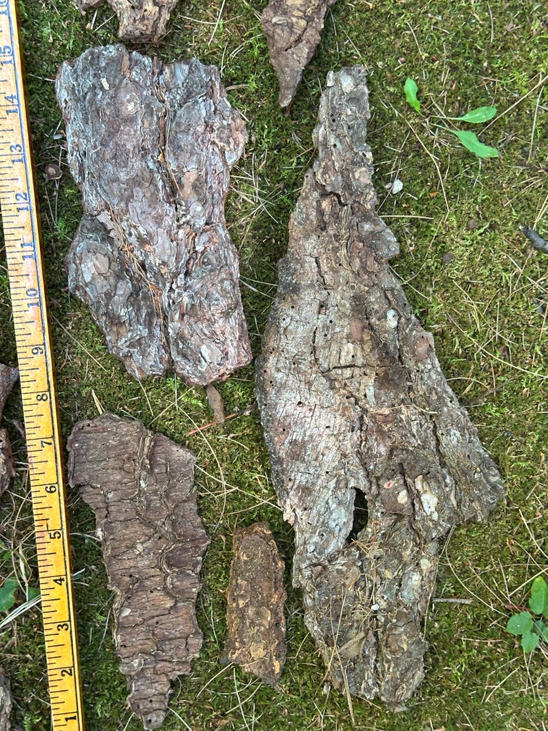 May include: Several pieces of rough, textured tree bark in shades of brown and gray are scattered on a bed of green moss. A yellow ruler with inch markings is visible along the left side of the image.