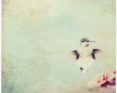 Animal photography, hummingbird, nature photography, fine art print, nursery decor