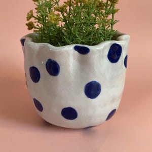 Könnte beinhalten: Ein weißer Keramik-Pflanztopf mit gewelltem Rand und großen, dunkelblauen Tupfen. Der Topf ist mit grün-gelben Pflanzen gefüllt. Der Hintergrund ist ein helles Rosa.