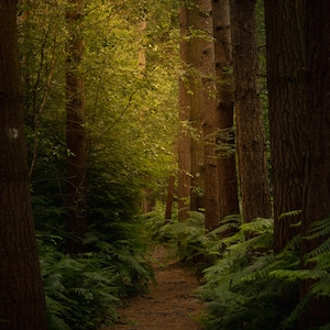 Enchanted forest digital artwork