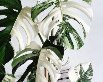 Monstera Albo Variegated Cuttings, White Monstera Deliciosa, Rare Collector Plant, Rooted Node